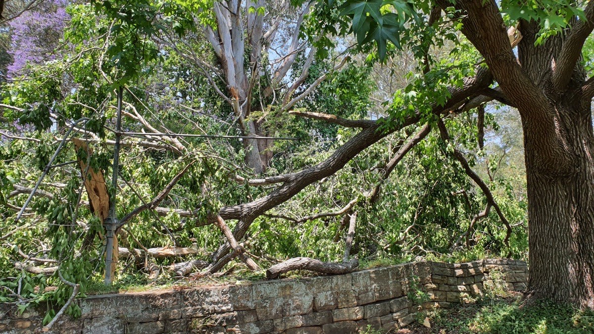 Emergency Tree Services