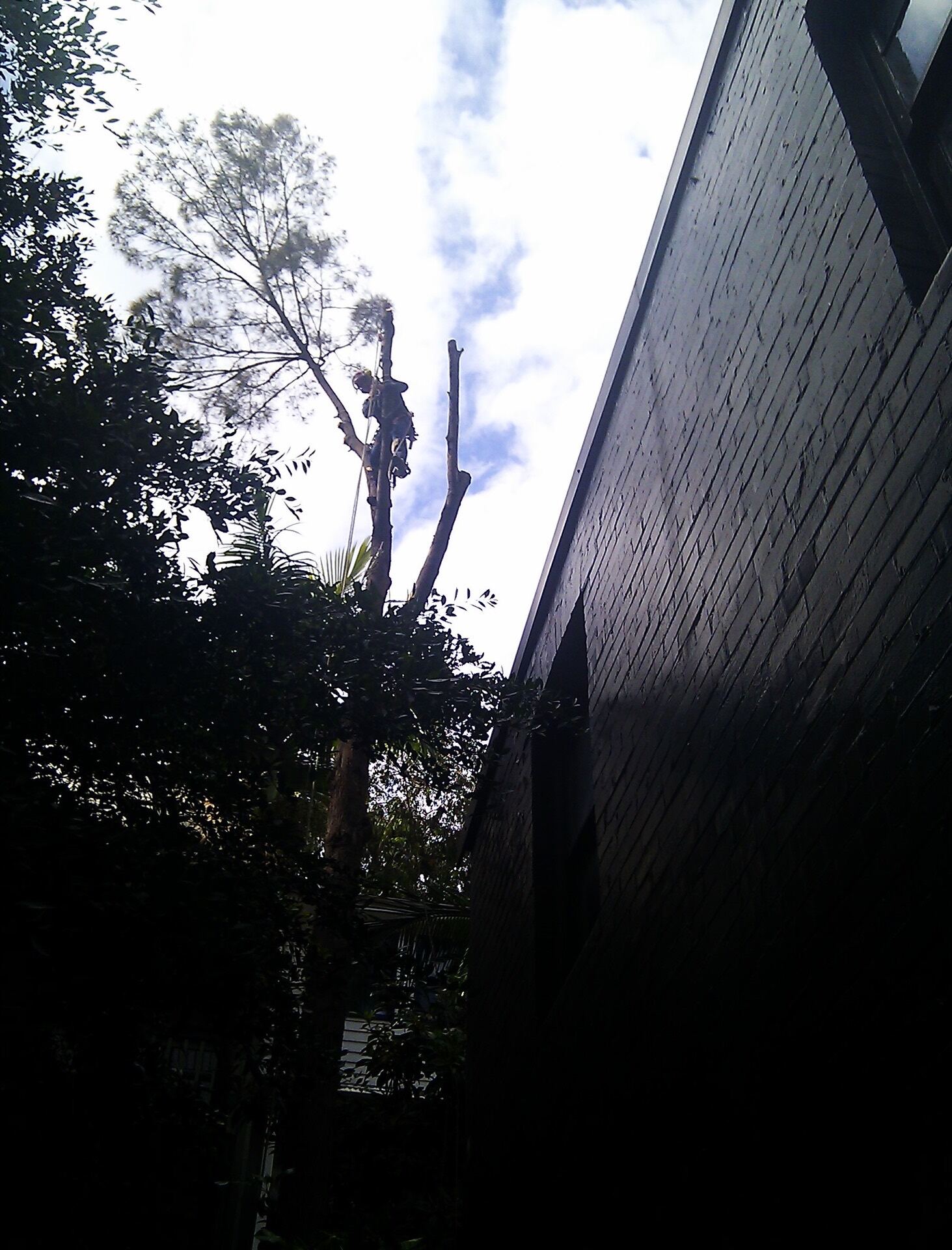 Tight access tree removal St George/Bayside Sydney