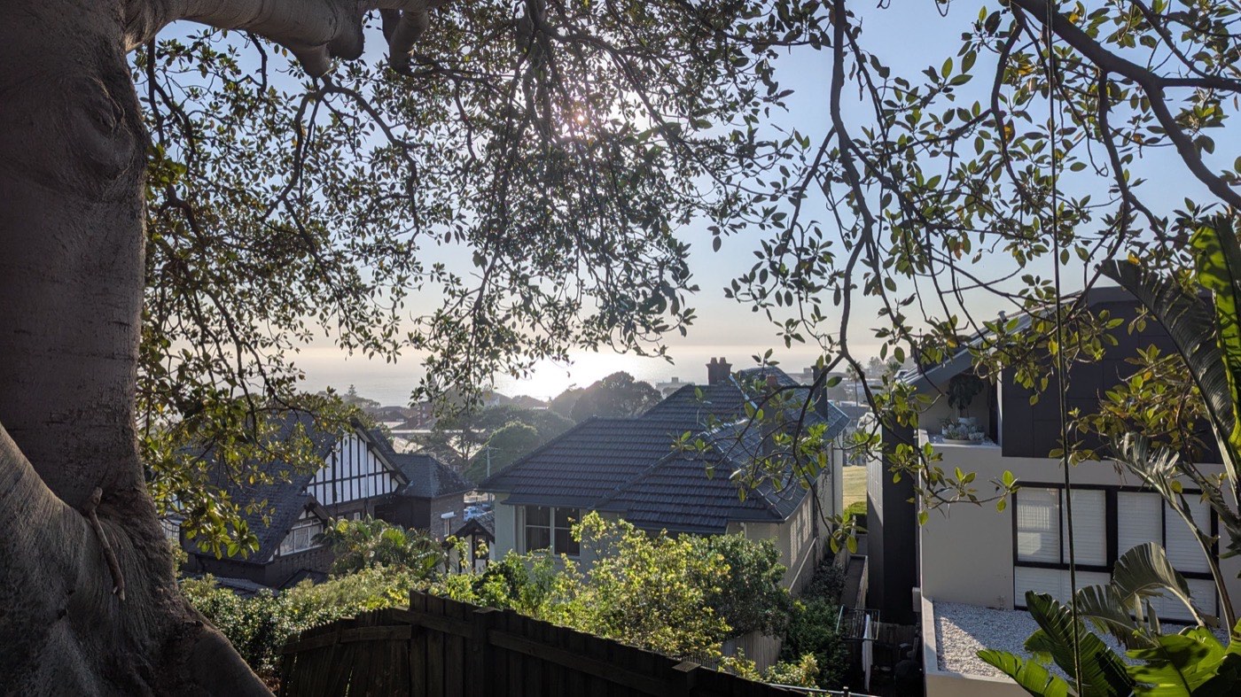 Tree removal Inner West Sydney