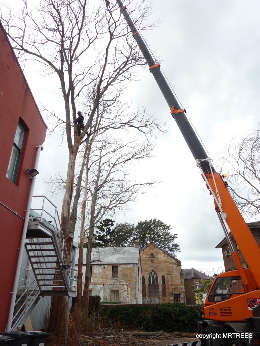 MR TREES professional arborist at work