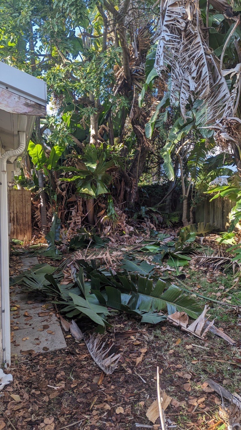 Palm tree removal and maintenance Sydney