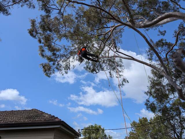 Arborist Reports