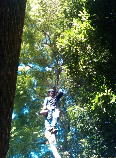 MR TREES at Work