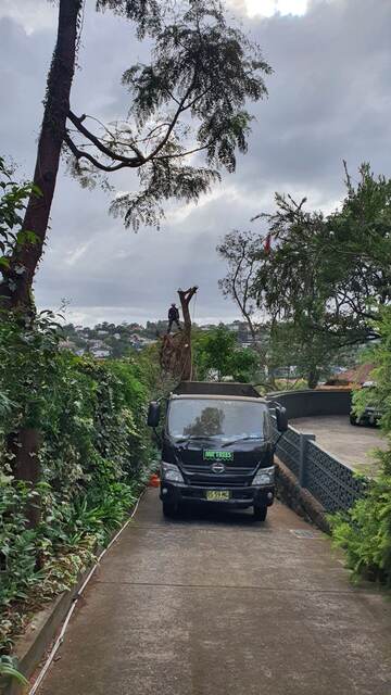 Dead Tree Removal — Edgecliff