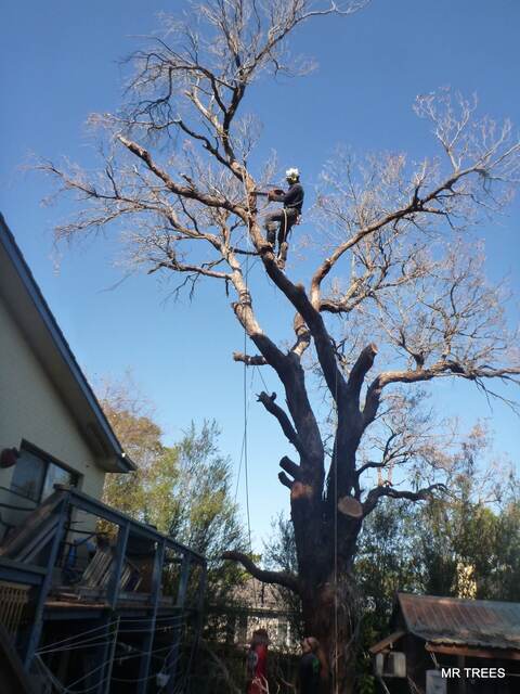 Gum Tree Removal
