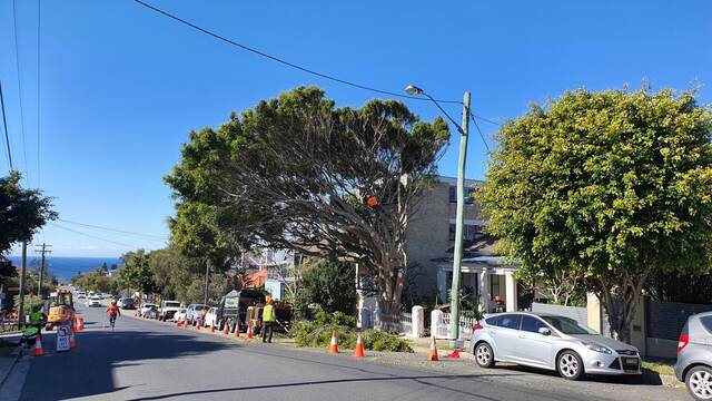 Port Jackson Fig Removal — Bronte
