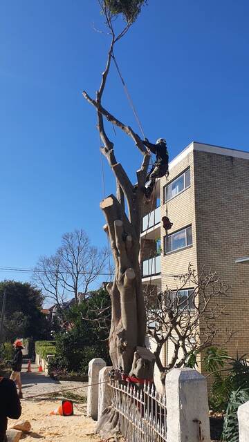 Port Jackson Fig Removal — Bronte
