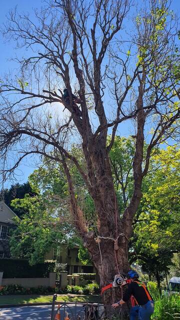 Tree Removal — Darling Point