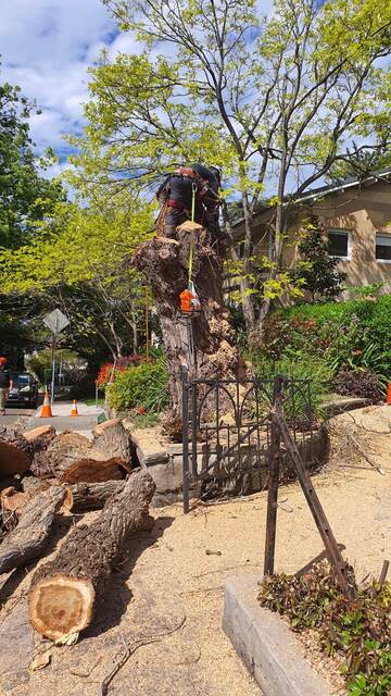 Tree Removal — Darling Point