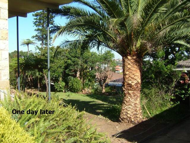 Palm Cleaning — Dover Heights