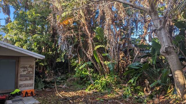 Strelitzia Nicholi Removal