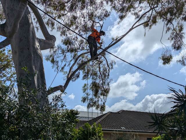 Tree Pruning