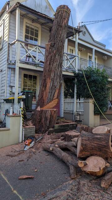 Tree Removal