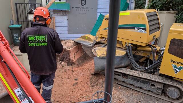 Tree Removal