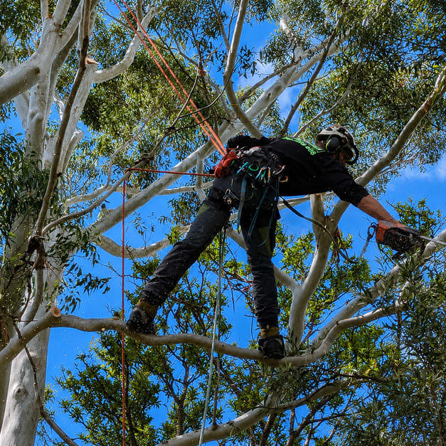 Tree lopping services Sydney
