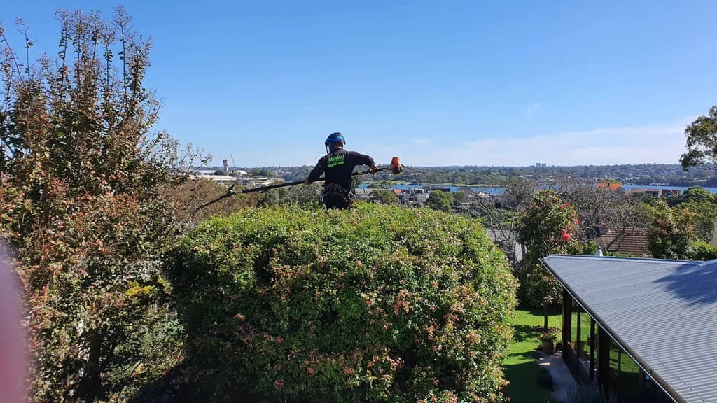 Tree Pruning
