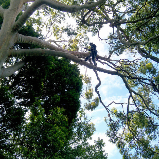 Tree trimming Sydney