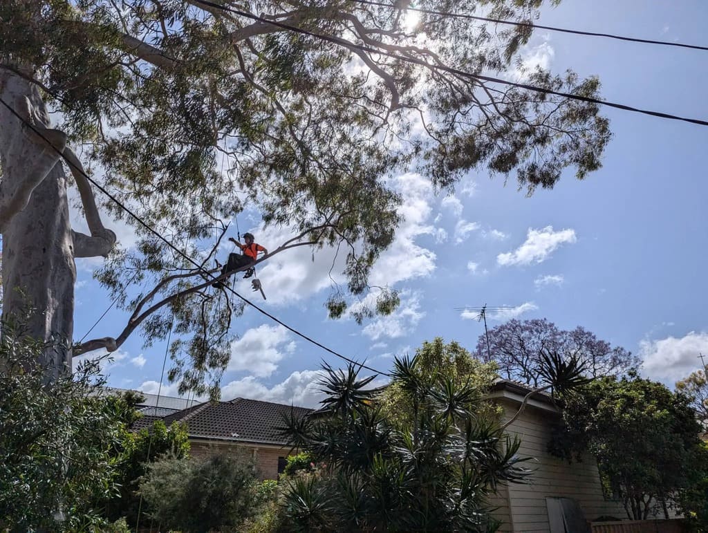 Tree trimming process Sydney
